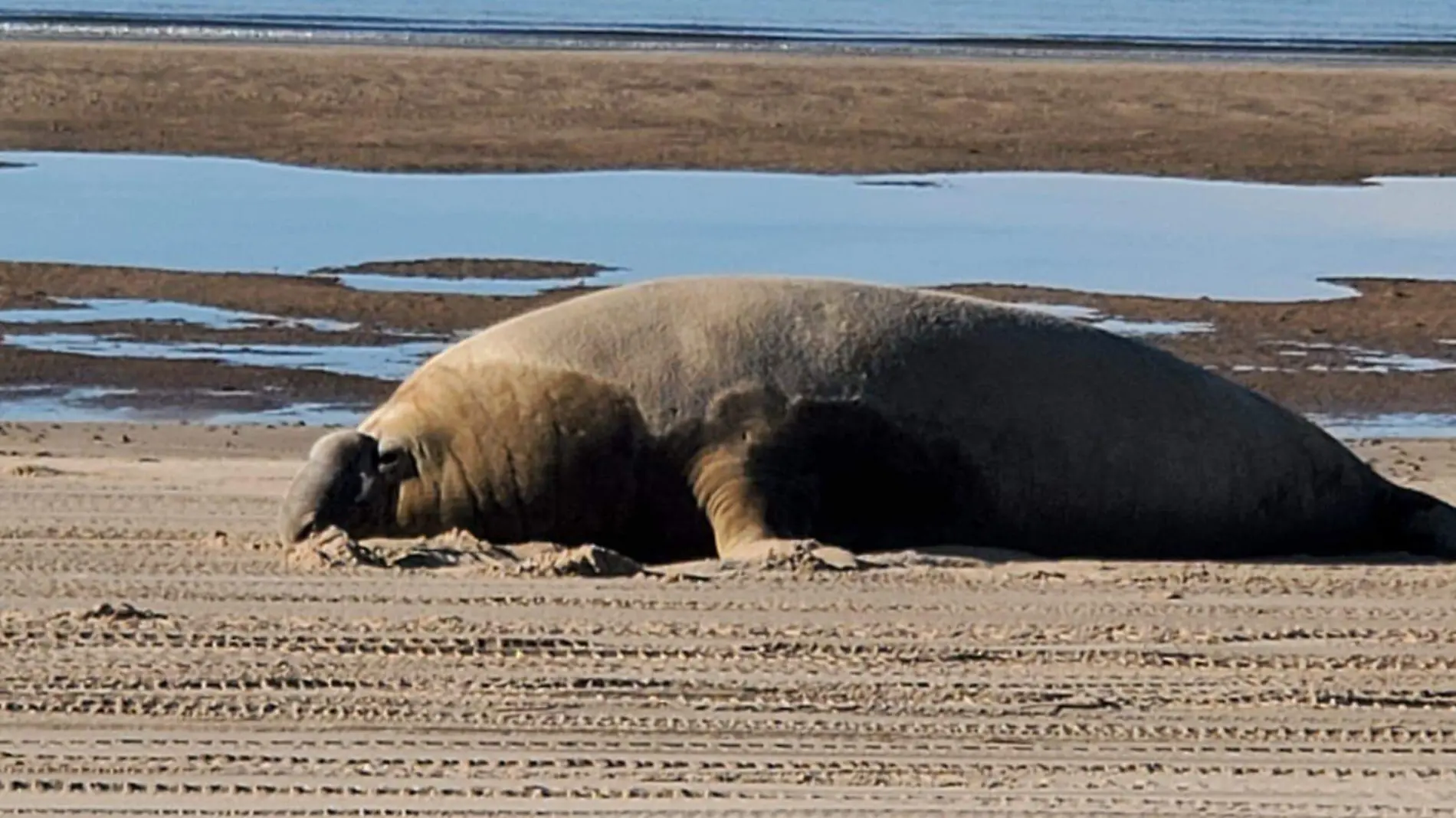 El elefante marino que se encuentra en el Golfo de Santa Clara fue observado hace un año en Oaxaca y en playas de Baja California Sur